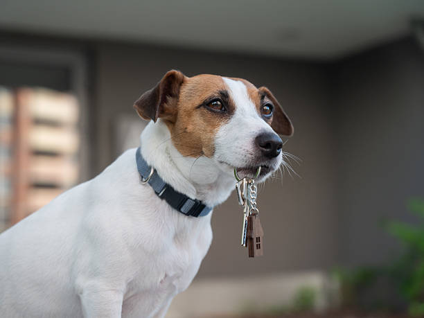 istock Jack Russell Terrier Dog Holding Apartment Keys. 2216624825