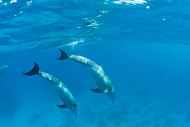 Dolphin swimming with her calve in the Red Sea