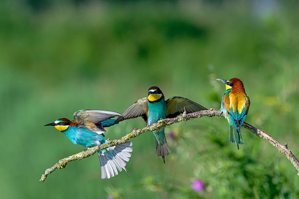 Three european bee-eaters