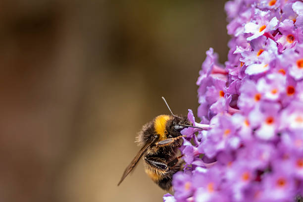 A close-up shot of bees collecting nectar from blooming yellow flowers against a backdrop of vibrant green leaves.