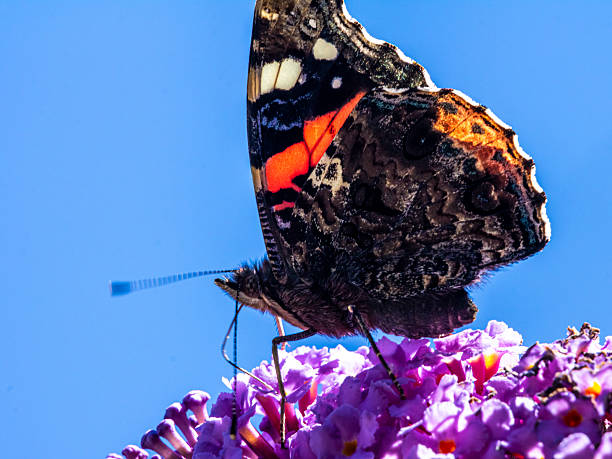 istock red admiral butterfly (Vanessa atalanta)feeding on purple buddleia flower 2216626658