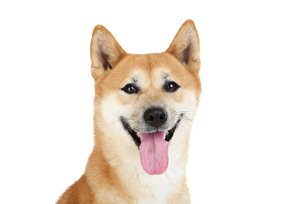 istock Shiba inu dog isolated on white background 2216627303