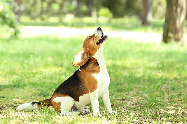 istock Beagle dog in the park 2216628251