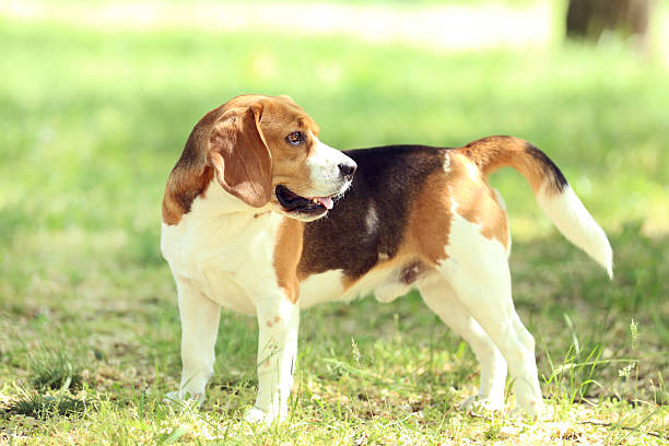 istock Beagle dog in the park 2216628320