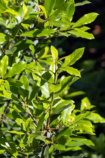 laurel tree. branches and new, fresh leaves.