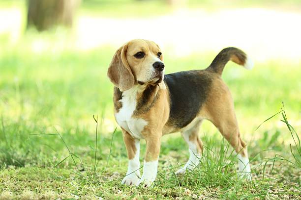 istock Beagle dog in the park 2216628409