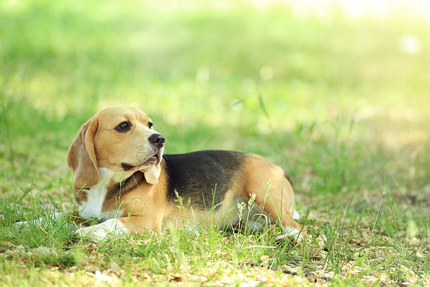 istock Beagle dog in the park 2216628782