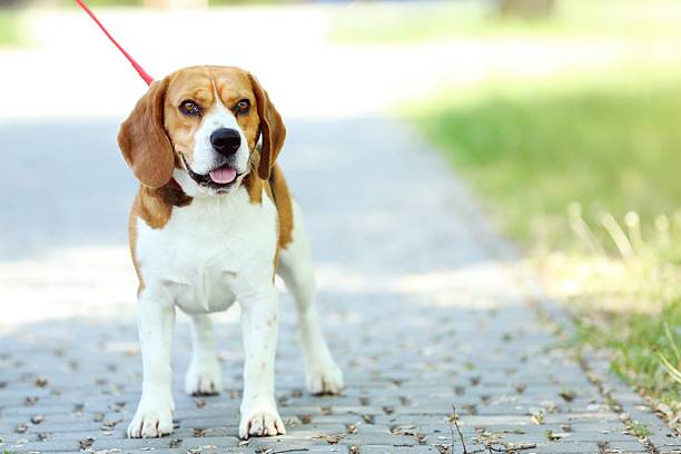 istock Beagle dog with leash standing in the park 2216628825