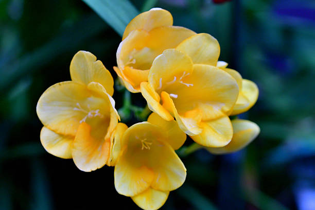 Freesia is a genus of about 14 species, which are Africa in origin, mostly South Africa. Freesia flowers are one of the most fragrant flowers. Freesia bulbs are usually grown for use as cut flowers. Flowers come in a great variety of colors such as white, yellow, red, pink, purple, orange and bi-colors.