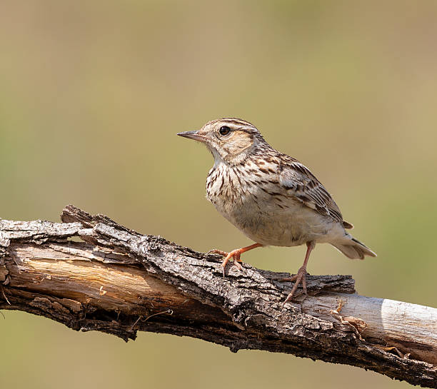 istock Woodlark, Lullula arborea. A bird sitting on a branch on a beautiful flat background 2216632010