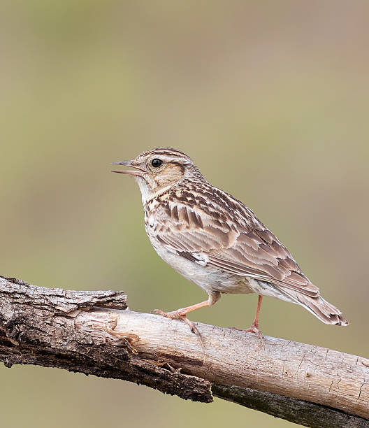 istock Woodlark, Lullula arborea. A bird sits on a branch and sings, calling 2216632016