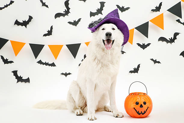 istock Swiss shepherd dog in hat with halloween pumpkin on white background 2216632815