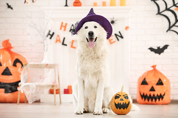 istock Swiss shepherd dog with halloween pumpkin sitting at home 2216632893