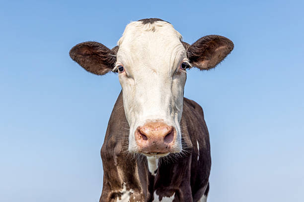 istock Cute girly cow black and white, sweet epression, milker cattle, in front of a blue sky 2216632908