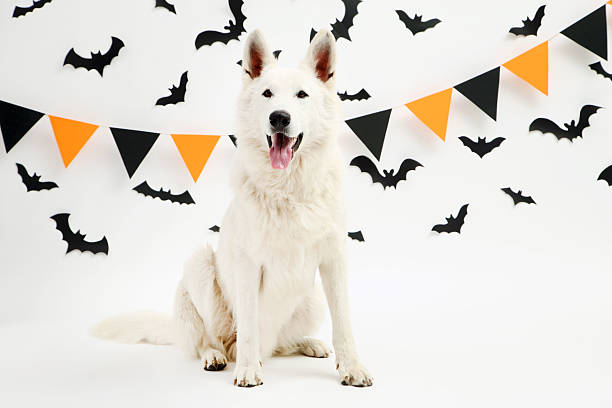 istock Swiss shepherd dog with paper bats and flags on white background 2216633215