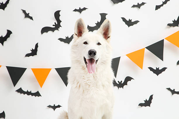 istock Swiss shepherd dog with paper bats and flags on white background 2216633438