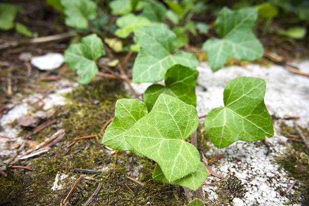 Ivy leaves in the nature for background