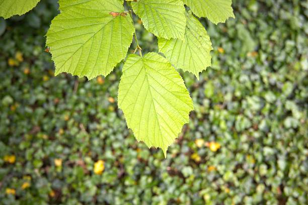 Green leaves of cobnut close up.