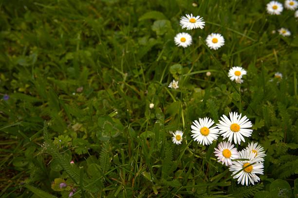Daisy flowers in the green grass for background.