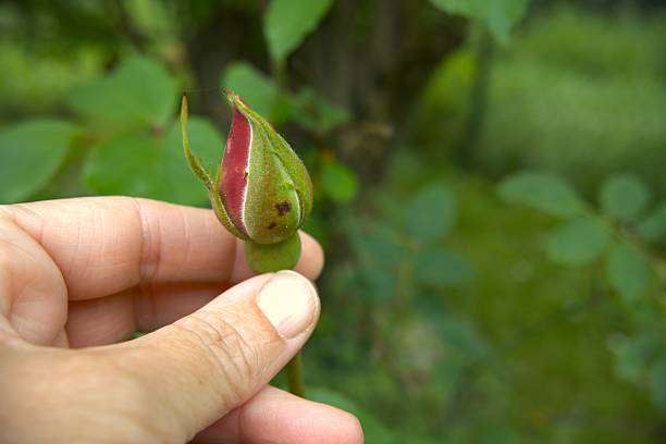 One red rose bud in hand in the nature