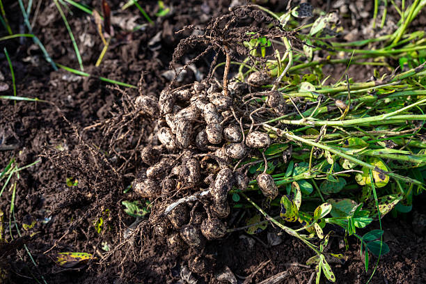 istock Fresh peanuts plants with roots plants harvest of peanut plants. 2216637016