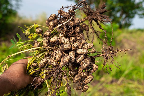 istock Fresh peanuts plants with roots plants harvest of peanut plants. 2216637021