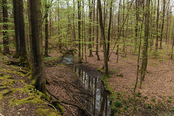 istock the dark forest with a creek running through in Germany 2216639527