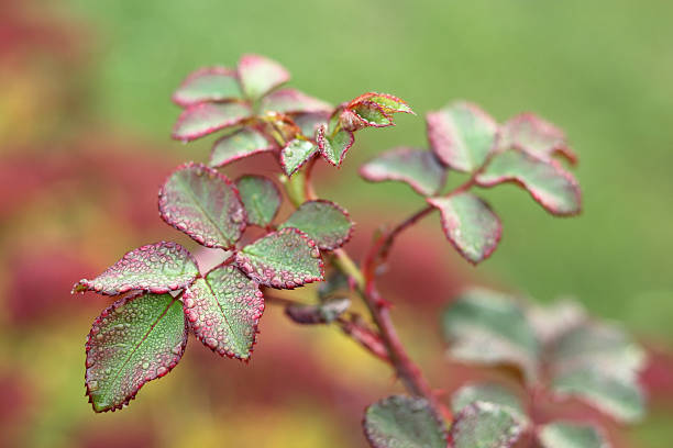 istock Close-Up of Rose Leaves with Dew in Spring 2216641082