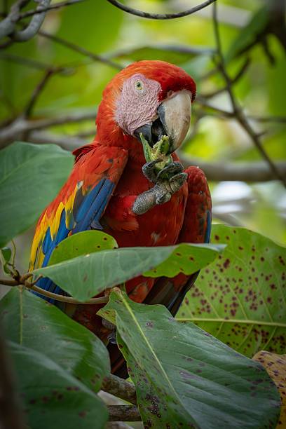 istock Scarlet Macaw in Tropical Foliage 2216642364