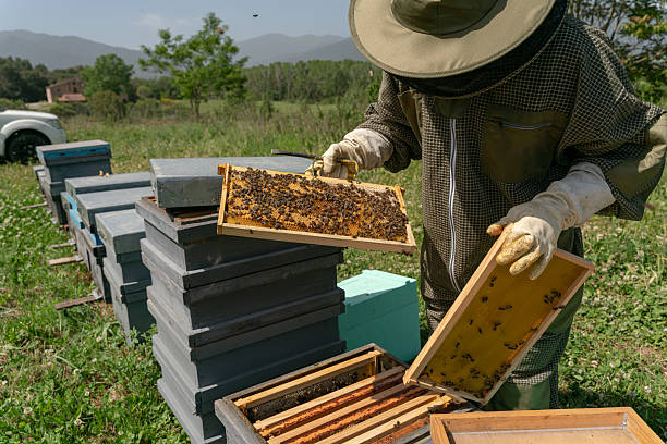 istock Beekeeper working with honeycombs in apiary on sunny day 2216642627