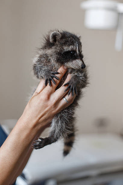 small young handsome raccoon in the hands