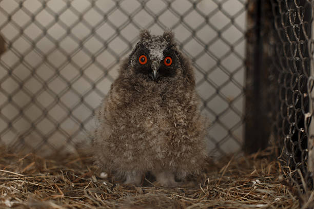 young owl sits in a cage at the zoo