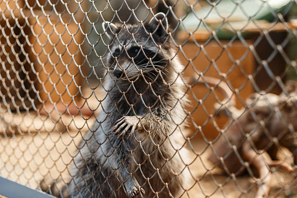 istock sad raccoon sits behind the bars in the zoo and pulled out a paw 2216643653