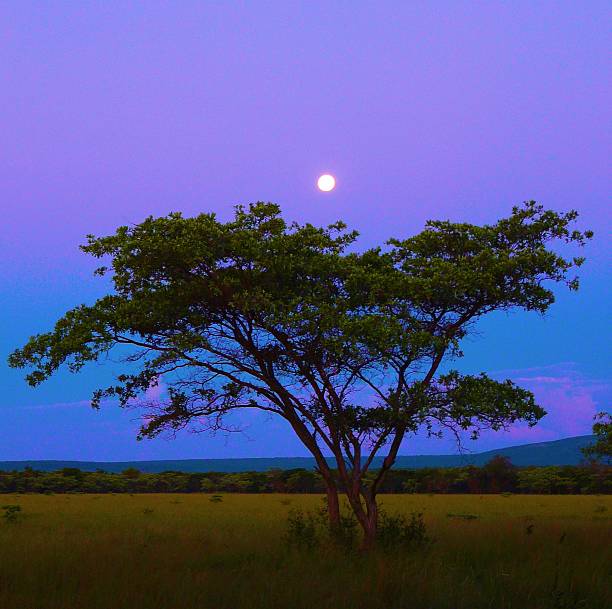 istock Tranquil south african Evening Landscape With Full Moon and Solitary Tree 2216645274
