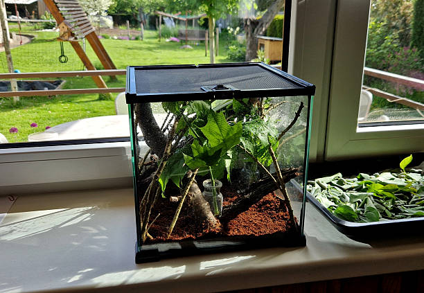 Terrarium for large green grasshoppers and a praying mantis grazing on leaves. There is a mesh on the top to keep insects and snakes from escaping.