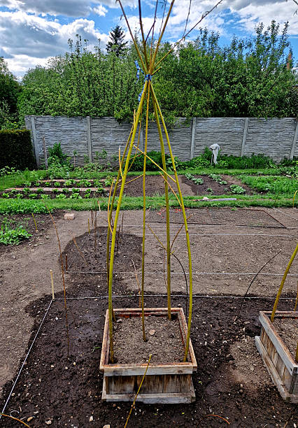 istock a willow tunnel made of wicker is a support for creeping plants. vegetables such as cucumbers and melons can be hung on a trellis where they will not succumb to mould 2216648048