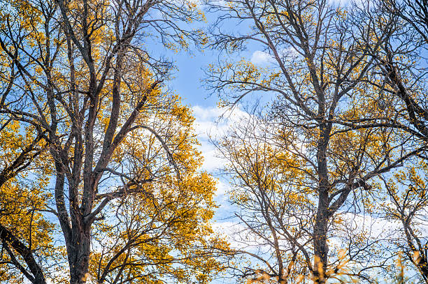 Low angle view of autumn trees against blue sky background, Terang, Victoria, Australia