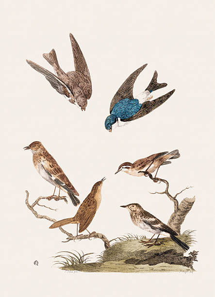 Antique bird illustration. Hand-colored engraving from an 18th-century book on British birds. United Kingdom, circa 1770.