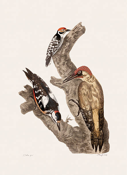istock Antique bird illustration. Hand-colored engraving, circa 1770. 2216650426