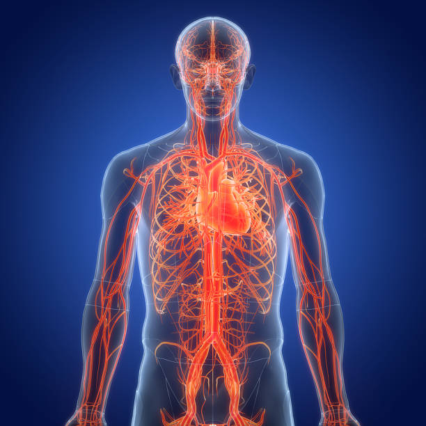 istock Human Circulatory System Heart Anatomy 2216653154