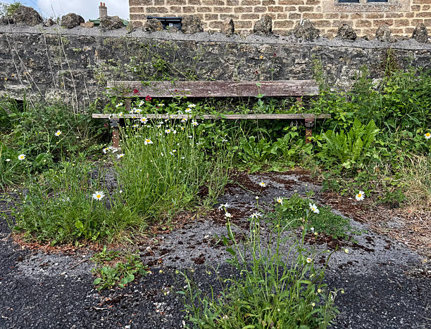 An overgrown wooden bench in a village in Somerset, UK. May 2025