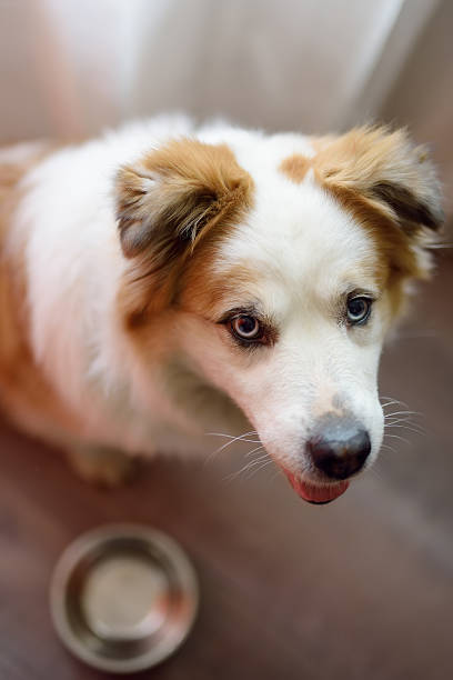 istock Hungry fluffy mixed breed dog waiting for feeding in the kitchen 2216656903