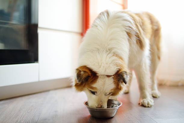 istock Hungry fluffy mixed breed dog waiting for feeding in the kitchen 2216656953