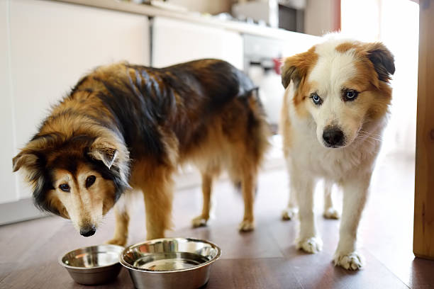 istock Two hungry fluffy mixed breed dogs waiting for feeding in the kitchen 2216657030