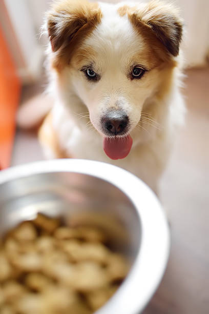 istock Hungry fluffy mixed breed dog waiting for feeding in the kitchen 2216657057