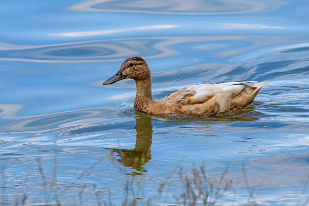 istock A wild duck swims on beautiful waves 2216657315