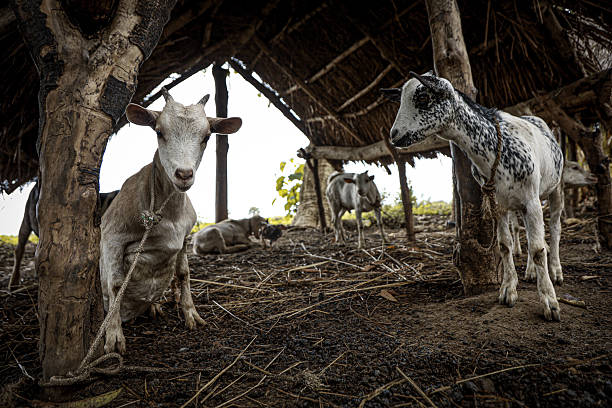 a group of tethered goats under a traditional thatched shelter in a rural setting. The goats are tied to wooden posts with ropes, indicative of localized animal husbandry practices. The earthy floor and rustic structure made from natural materials like wood and palm leaves highlight a sustainable, low-cost approach to livestock care commonly found in subsistence farming communities.