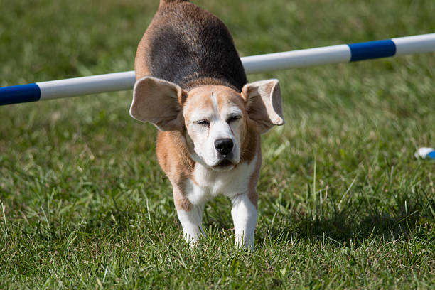 istock Beagle landing after jumping over a hurdle 2216661748