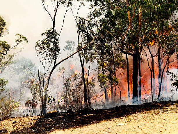 the Australian black summer bushfires and after the fire