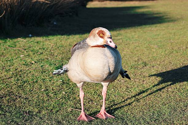 A lone Egyptian goose stands on a grassy field under the sunlight, casting a shadow.